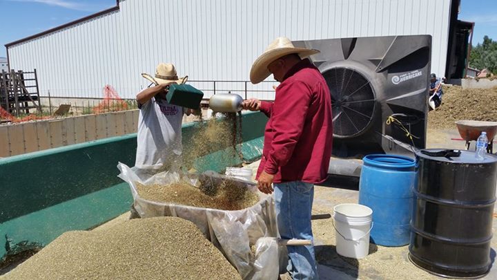 Sifting Clary Sage Seeds at Mona Farm