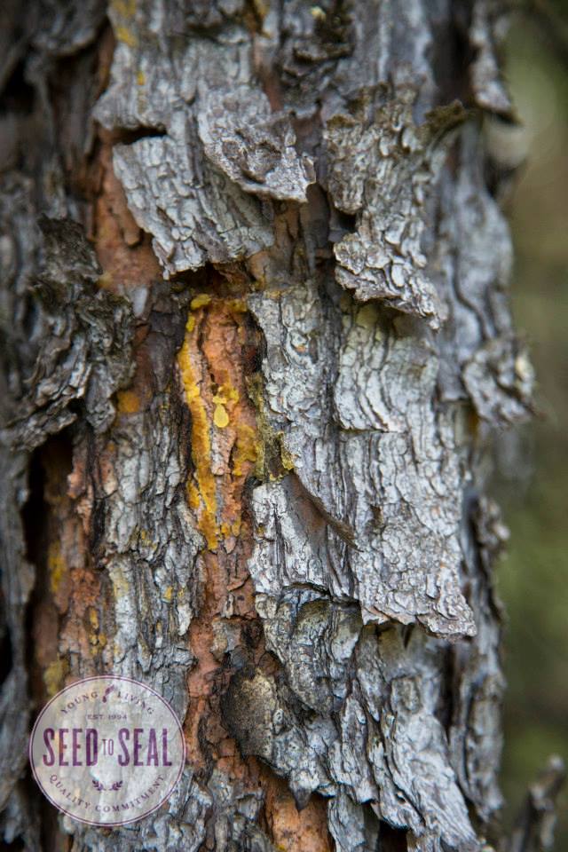 Resin of Black Spruce Tree