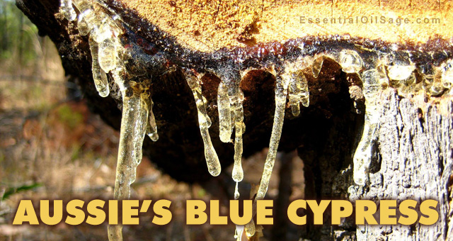 Blue Cypress Essential Oil