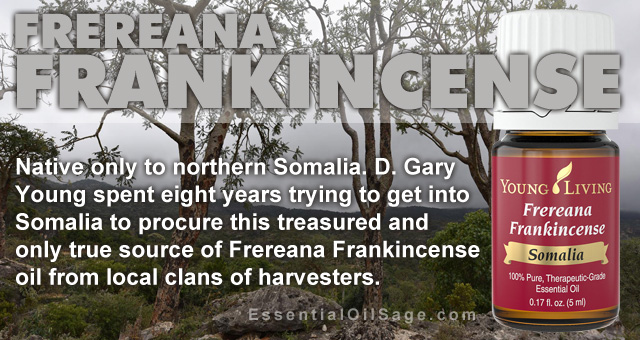 Young Living Frereana Frankincense Oil