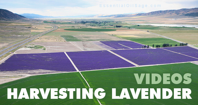Young Living Harvesting Lavender