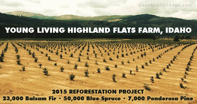 Young Living Highland Flats Farm Reforestation