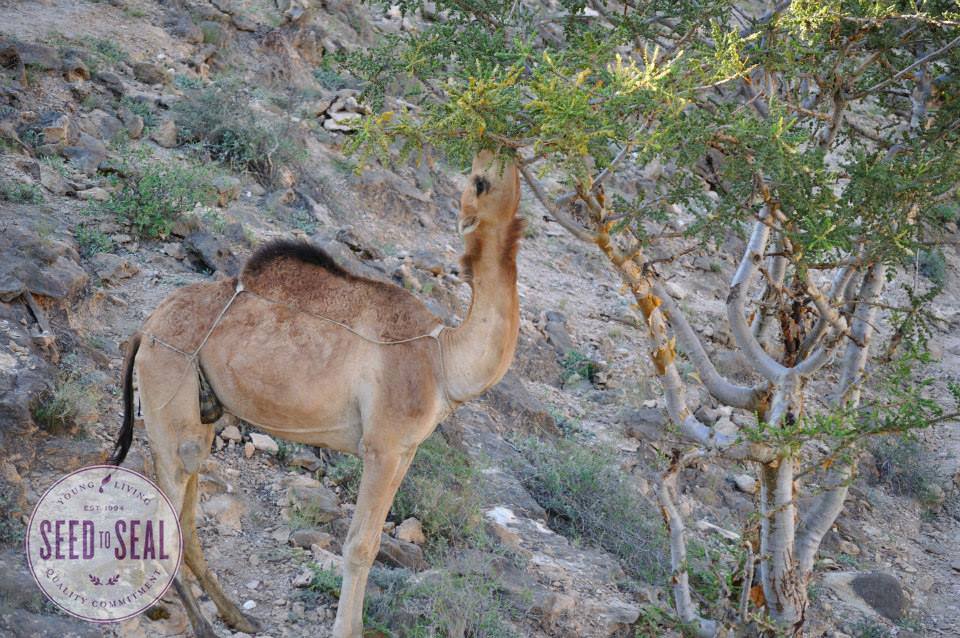 Camel eating leaves of frankincense tree
