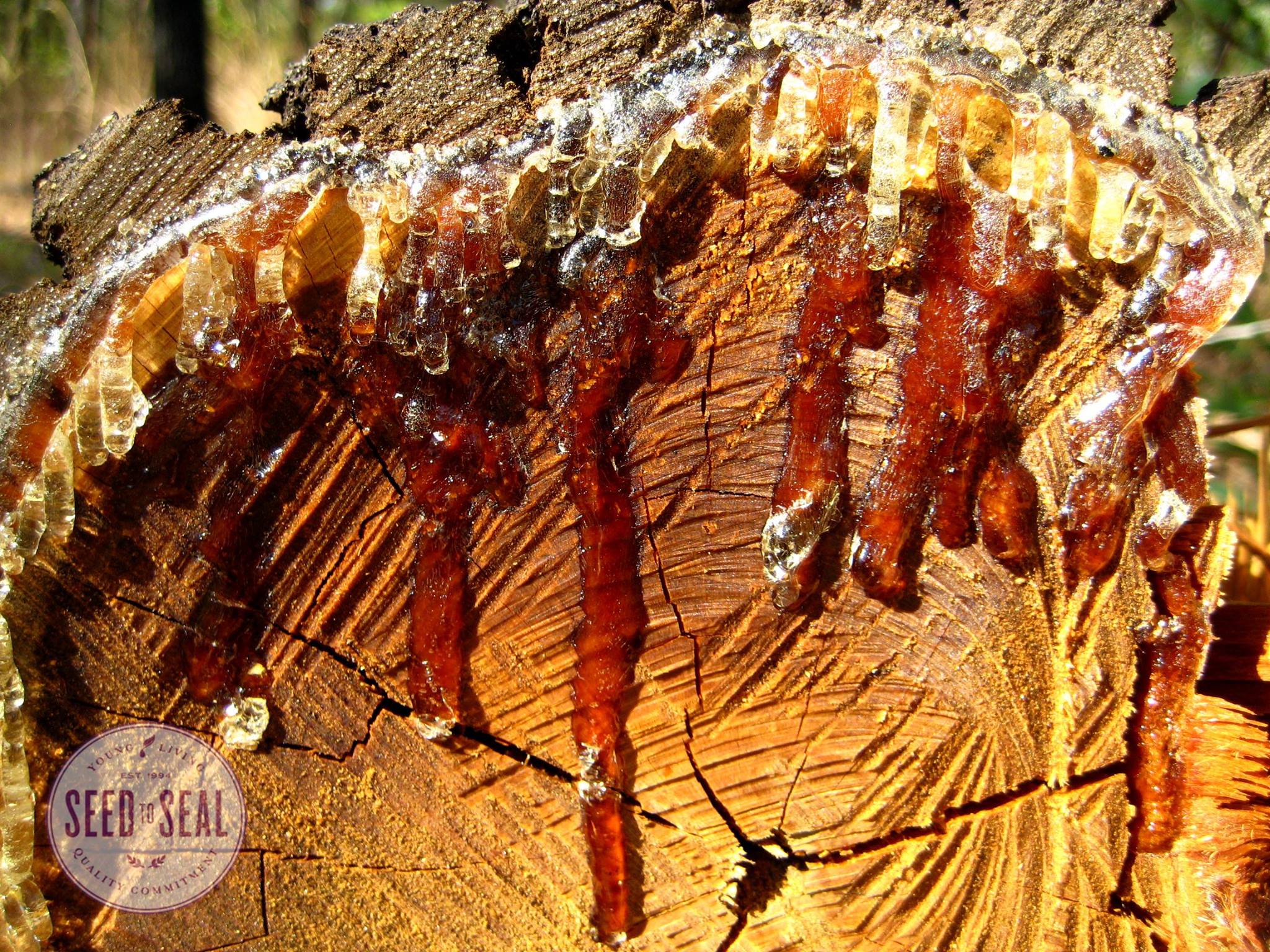 Resin of Blue Cypress Tree in Australia