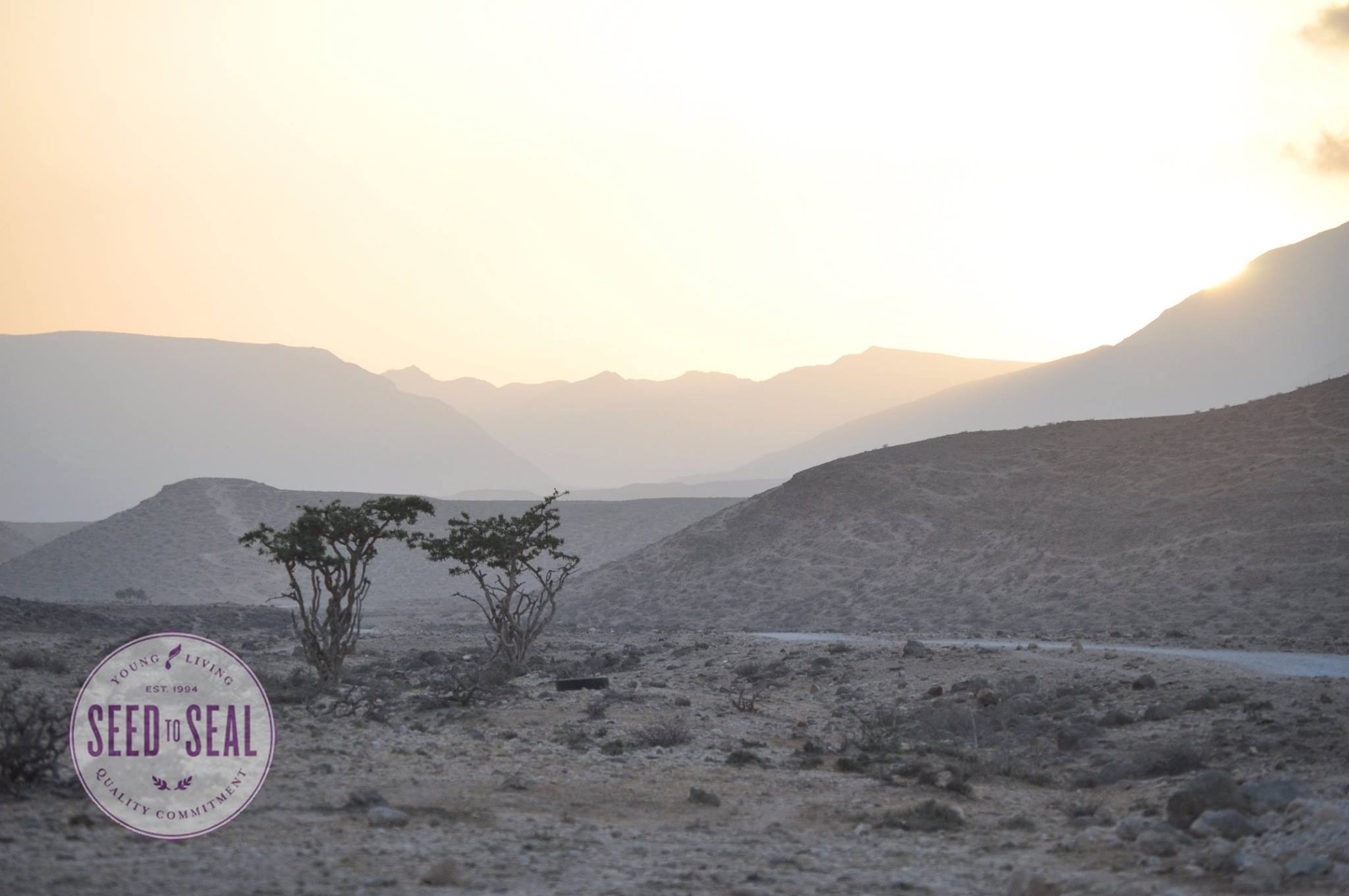 Al-Balid Surroundings