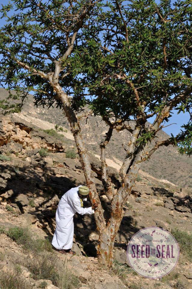 Harvesting Frankincense Resin