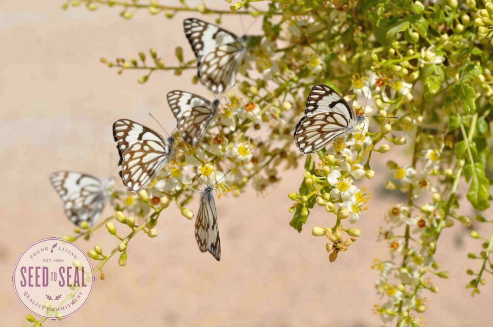 Butterflies at World Frankincense Heritage Site