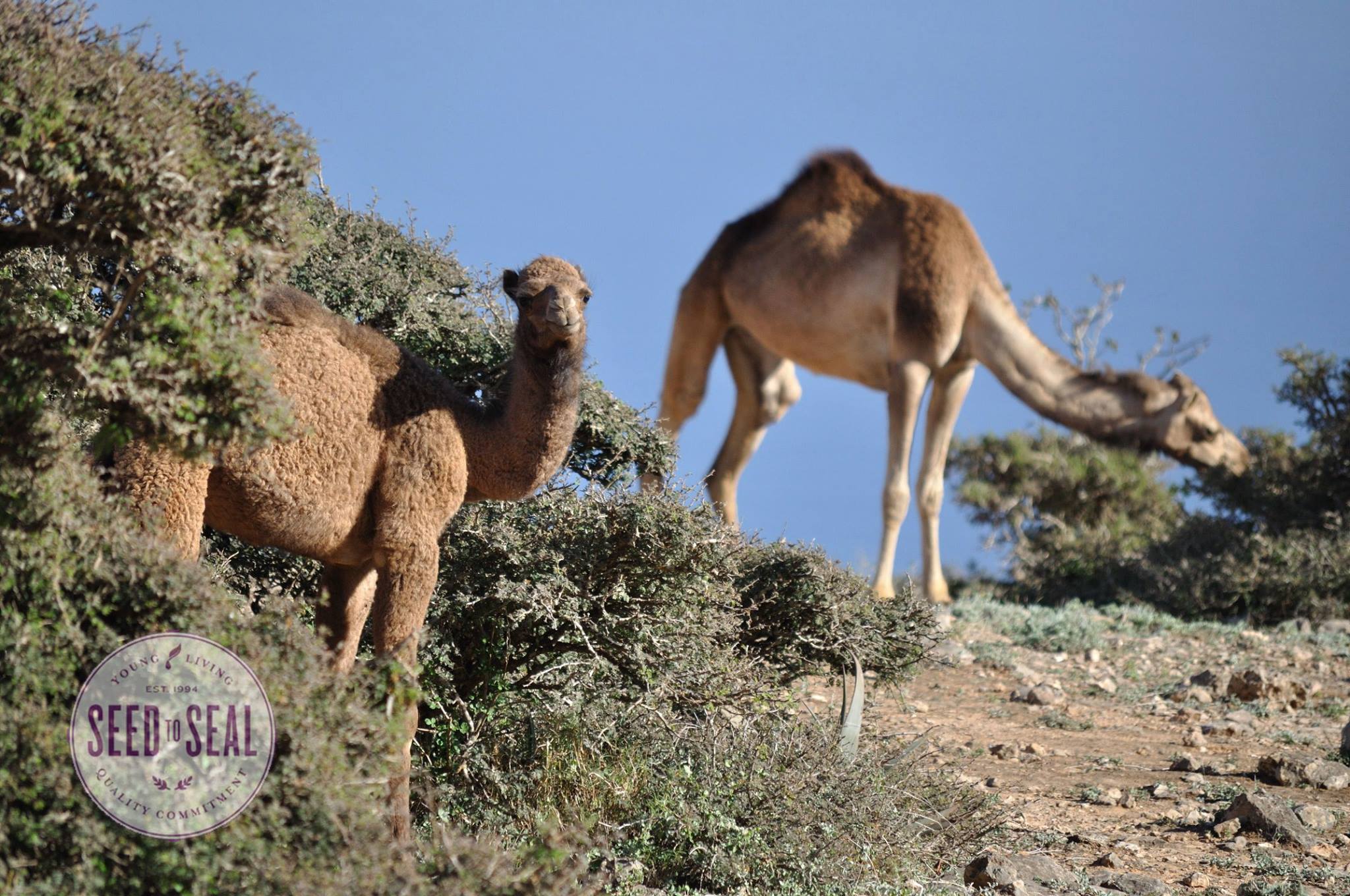 Camels at World Frankincense Heritage Site