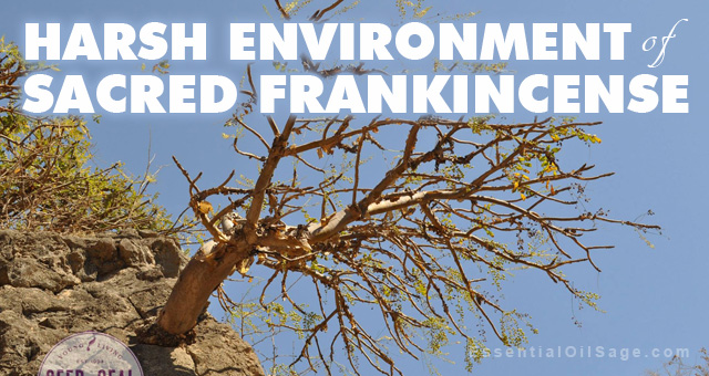 Harsh environment of Sacred Frankincense