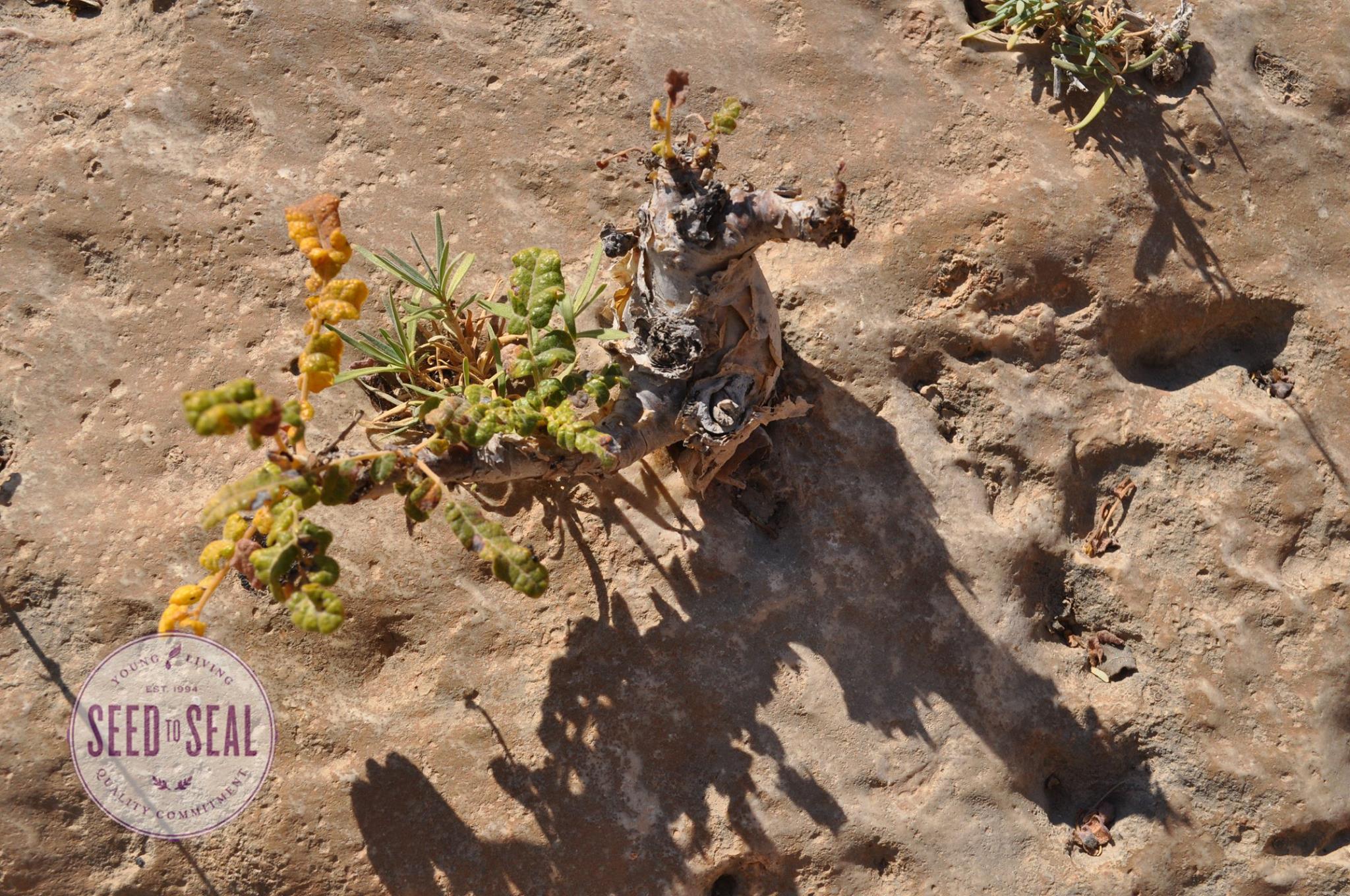 Frankincense tree budding from stump