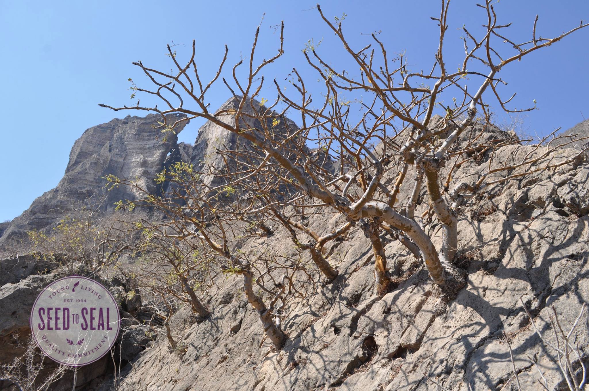 Sacred Frankincense trees