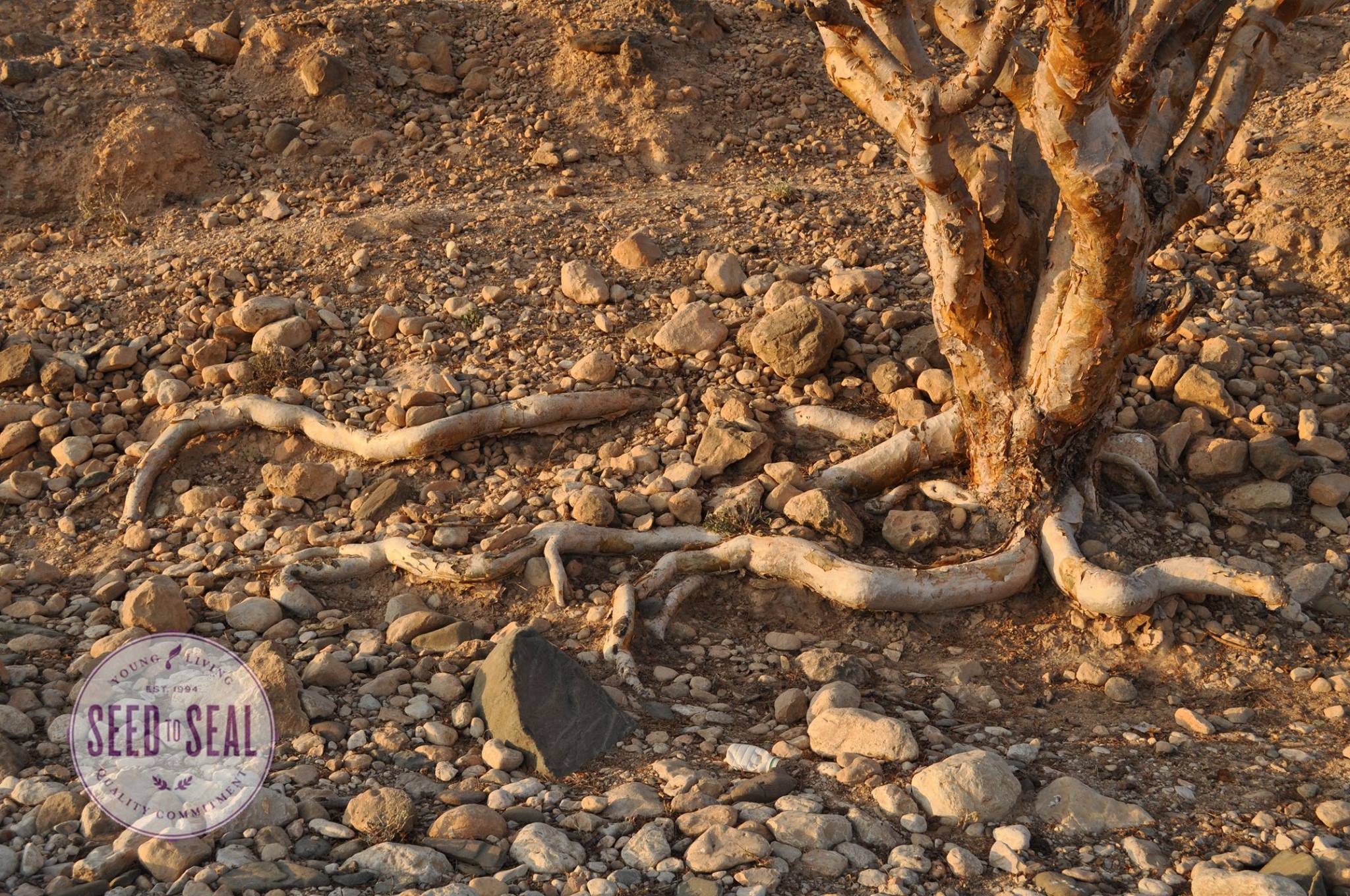 Sacred Frankincense tree roots