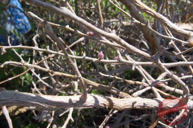 Balm of Gilead in Blossom