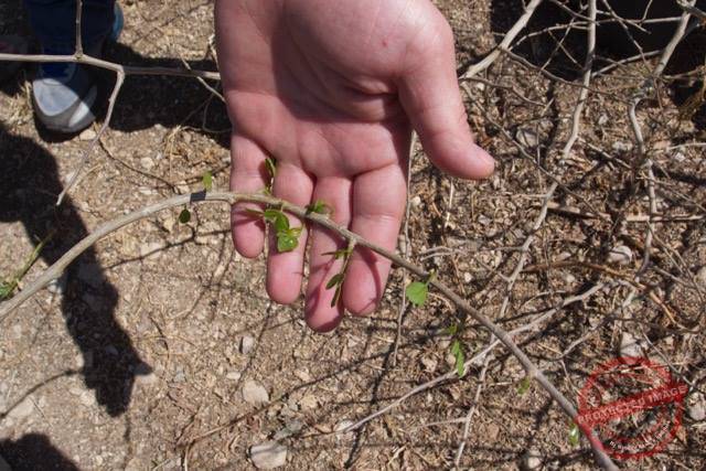 Balm of Gilead in Spring