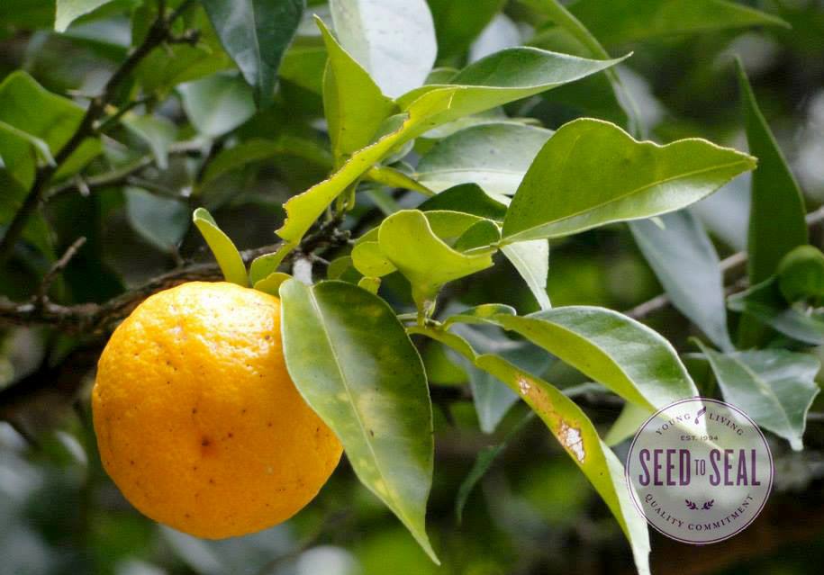 Yuzu fruit
