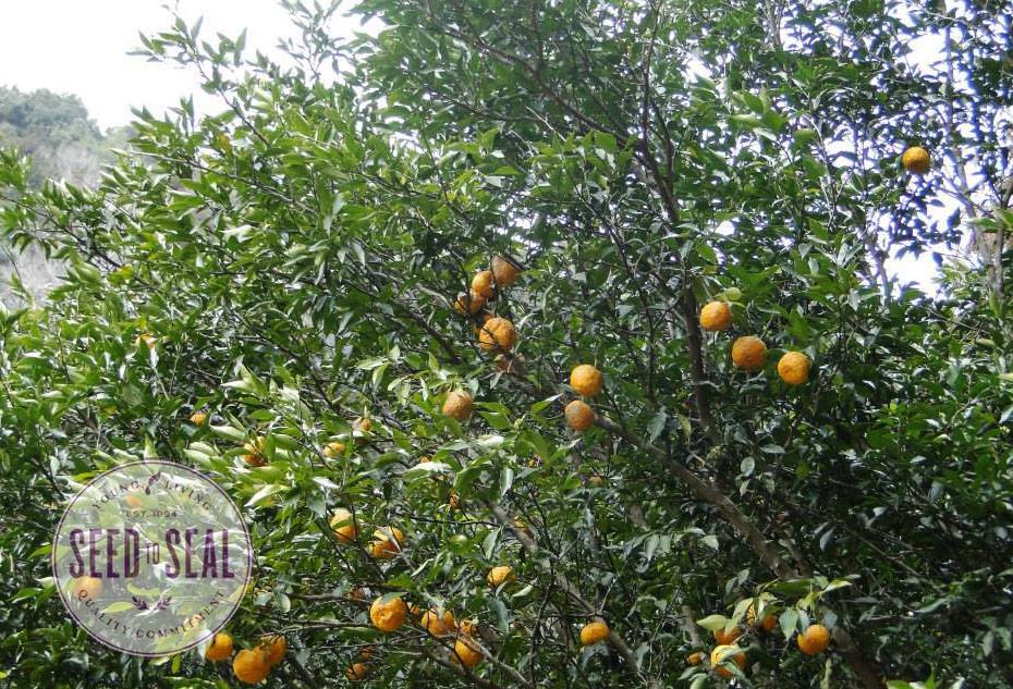 Yuzu trees in Japan