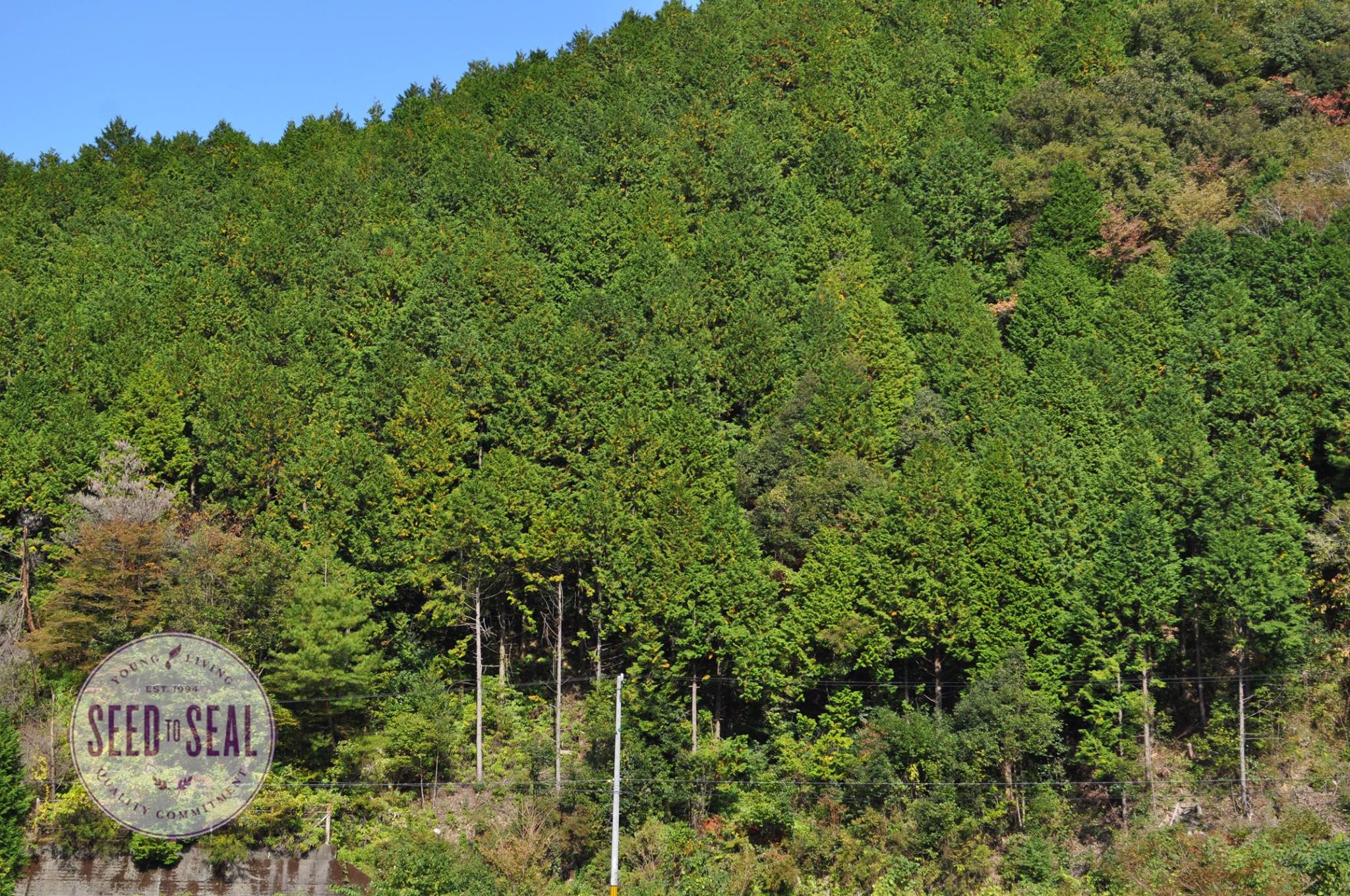 Hill covered with Hinoki trees