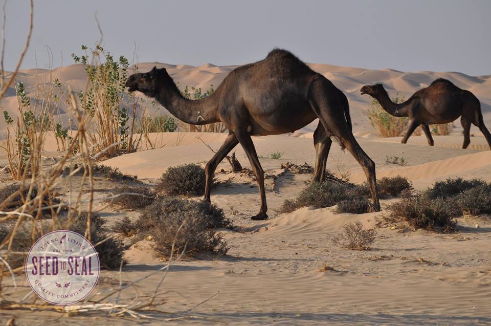 Camels along Frankincense Trail