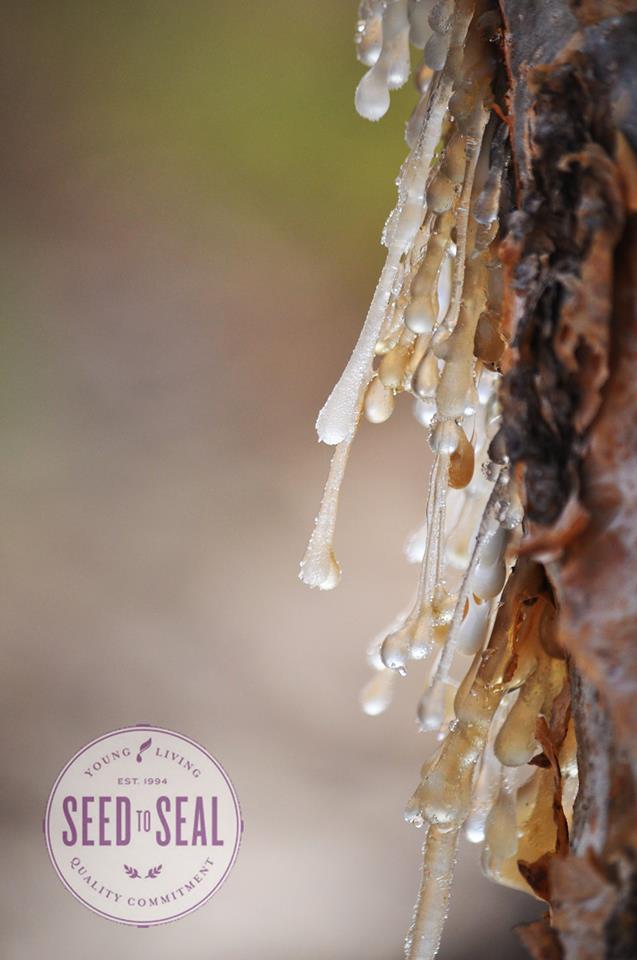 Frankincense Resin