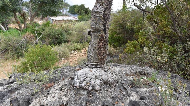 Puntland Frankincense Tree growing through limestone