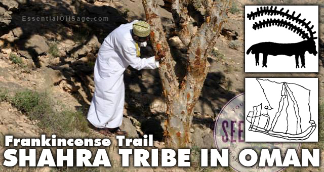 Shara Tribe harvesting sacred frankincense
