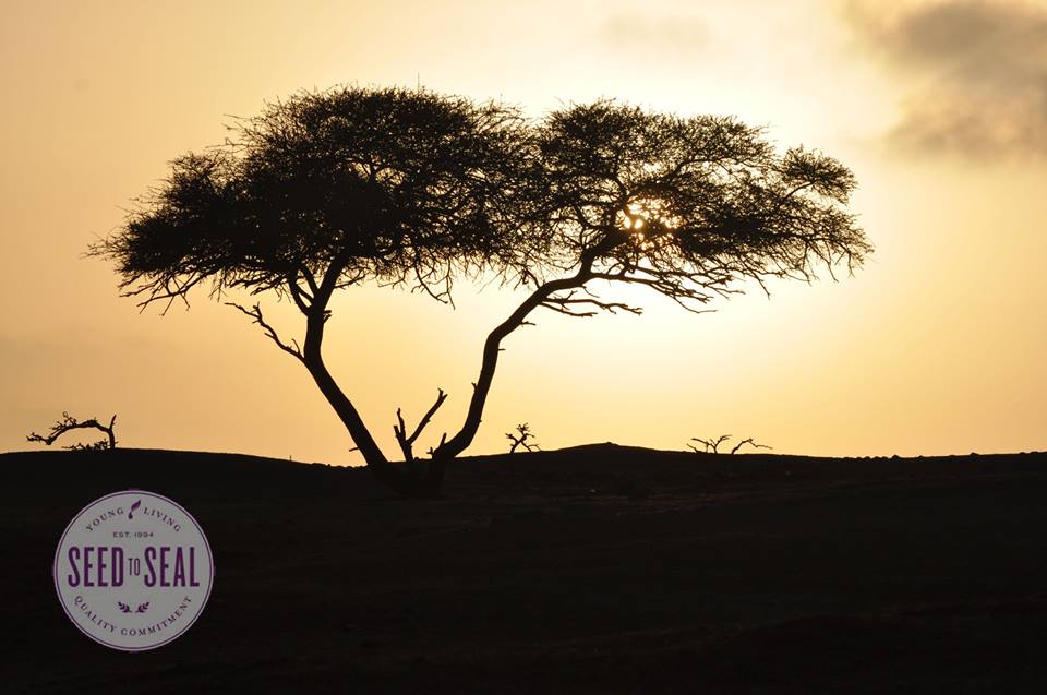 Frankincense Tree at Sunset