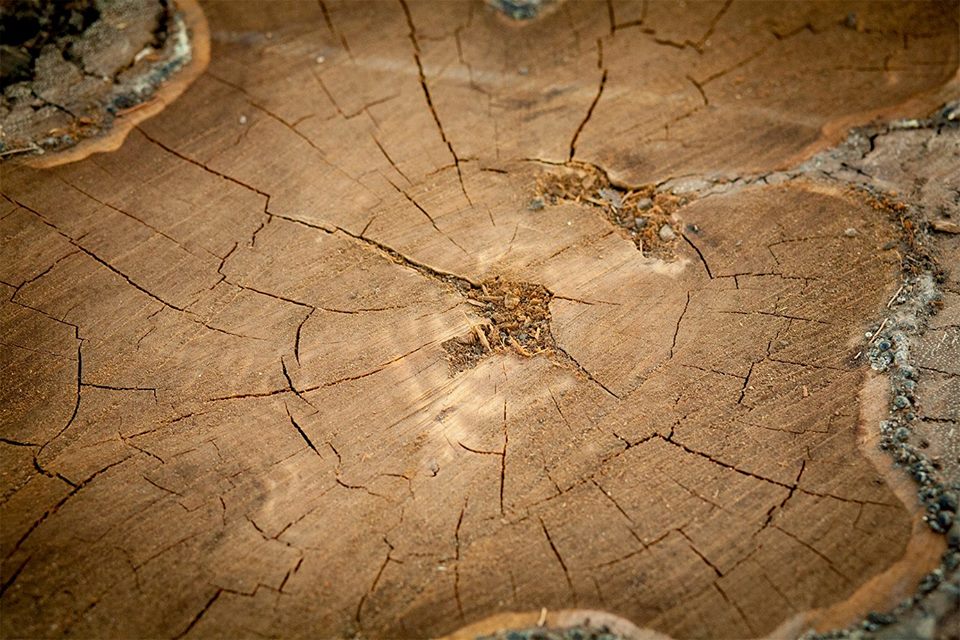 Cross-section of Blue Cypress log