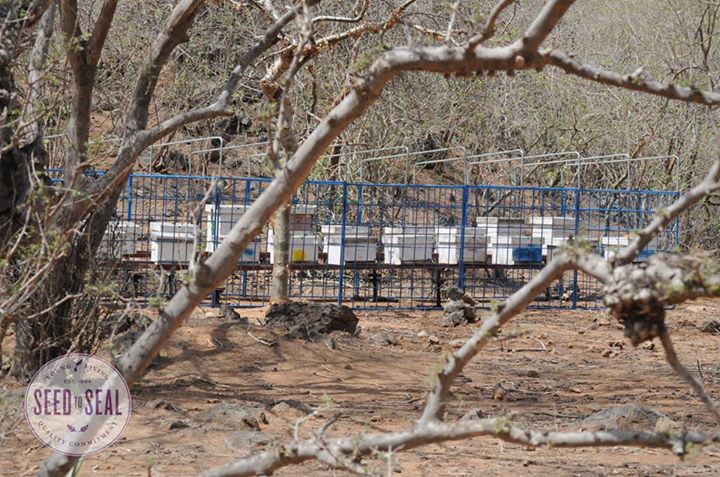 Sacred Frankincense Honey